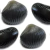 Behr Trendex Mini Carp Shells, 6 Stuks! -Vangst Pro Verkoop 5175a1e2b8dcbf91