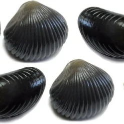 Behr Trendex Mini Carp Shells, 6 Stuks!
