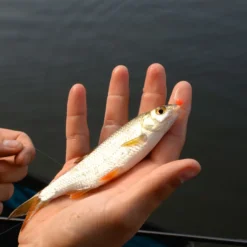 Cresta Spaghetti Balls Blood Red -Vangst Pro Verkoop 5db3d2d7b38b1899