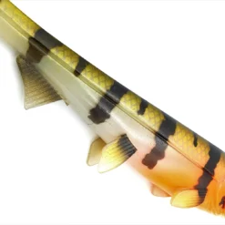 Hostagevalley Shad 26cm (162g) Red Head Perch -Vangst Pro Verkoop 888812e53d833810