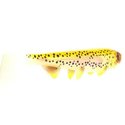 Hostagevalley Shad 18cm (55g) Golden Trout -Vangst Pro Verkoop f6fa4b8dff0d5cd8 scaled