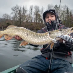 Fox Rage Replicant 18cm 7" Wobble 90g UV Bright Perch -Vangst Pro Verkoop ff1fcafca8f2c5f2